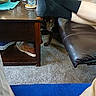 black_socks, brown_dog, carpet, casual, couch, cozy, dog, furniture, hidden, indoor, legs, living_room, peeking, person, shoe, sitting, socks, table, water_bottle, wooden_table