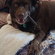 Tag joined the competition — help win amazing prizes! man, dog, bed, blanket, smile, indoor, pet, chew_stick, resting, shirtless, older_adult, white_hair, fur, collar, cozy, portrait, animal, comfort, happy, relaxation
