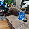Tag is registered to the contest to win money with this photo: dog, recliner, upside_down, living_room, plant, television, wood_floor, blanket, container, cupholder, relaxed, brown_dog, couch, indoor, household_items, decor, resting, furniture, paw, canine