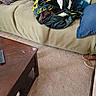 blanket, brown_dog, carpet, casual, coffee_table, couch, cozy, dog, fabric, furniture, home, indoor, living_room, peek, pet, pillow, resting, shoes, snug, wrapped