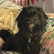 Chloe joined the competition — help win amazing prizes! dog, black_dog, pet, indoor, couch, blanket, curious, fluffy, collar, tag, fur, face, portrait, home, comfort, decor, fabric, animal, cute, relaxed