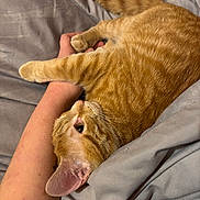 Beans is registered to the contest to win money with this photo: cat, orange_tabby, pet, animal, feline, cozy, blanket, human_arm, resting, cute, fur, paw, indoor, relaxed, sleepy, comfort, claw, closeup, bed, soft