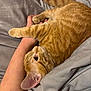 cat, orange_tabby, pet, animal, feline, cozy, blanket, human_arm, resting, cute, fur, paw, indoor, relaxed, sleepy, comfort, claw, closeup, bed, soft