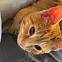 cat, ginger_cat, close_up, pet, feline, whiskers, ear, fur, curious, lying_down, indoor, soft_lighting, bed, fabric, blanket, resting, animal, cute, domestic_animal, portrait