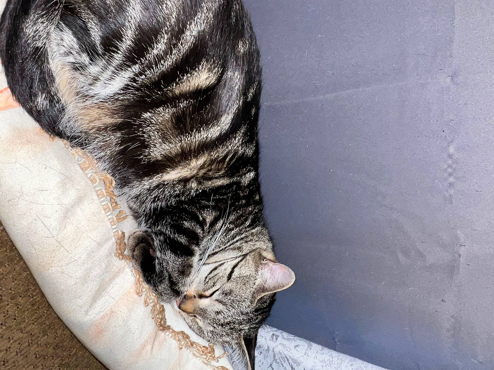 Haze is registered to the contest to win money with this photo: carnivore, cat, claw, comfort, domestic_short_haired_cat, felidae, foot, fur, gesture, grey, human_leg, leg, nail, paw, small_to_medium_sized_cats, snout, sporting_group, tail, toe, whiskers