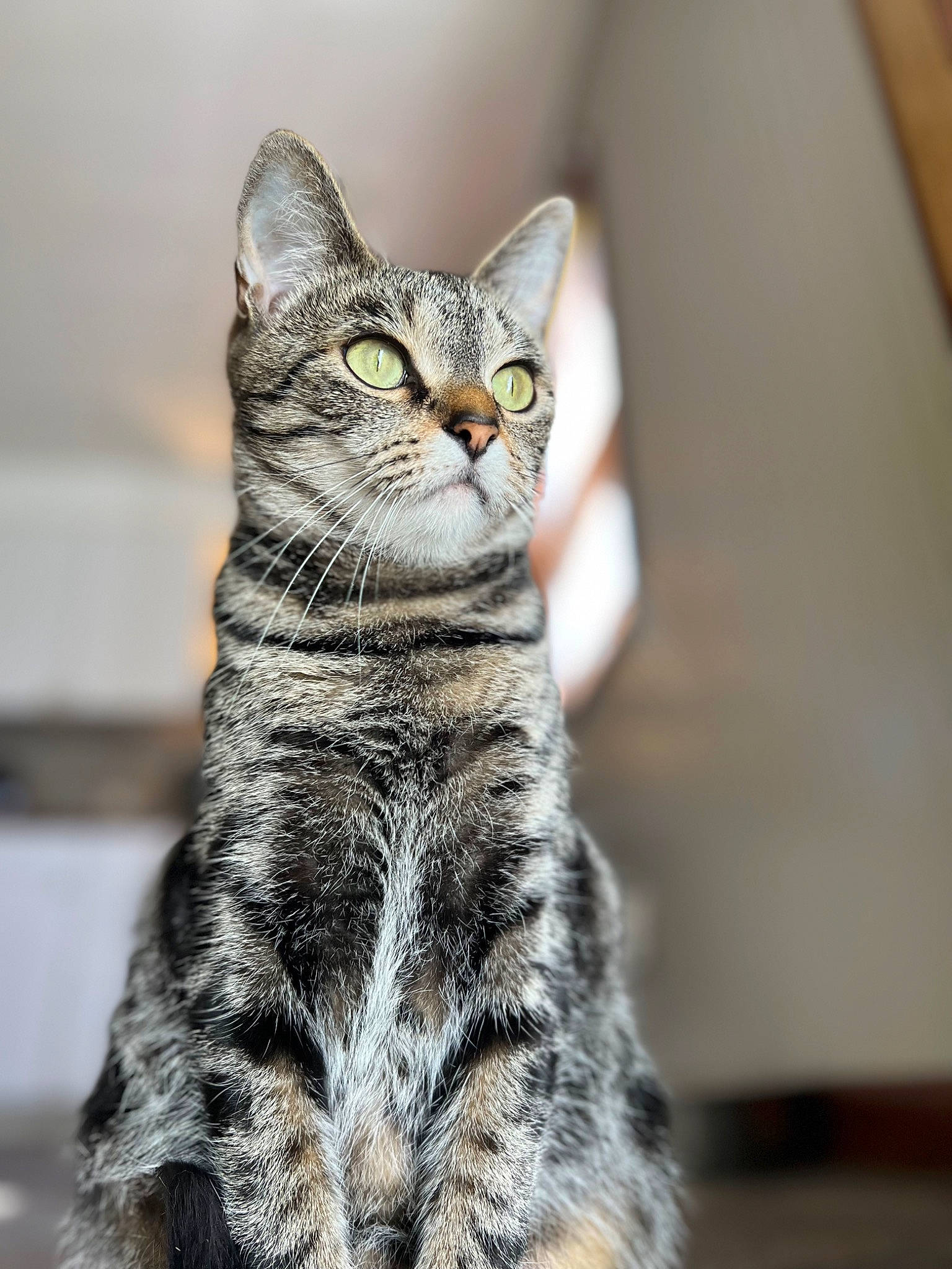 Haze joined the competition — help win amazing prizes! carnivore, cat, claw, domestic_short_haired_cat, eye, felidae, fur, paw, sitting, small_to_medium_sized_cats, snout, tail, terrestrial_animal, whiskers, wildlife