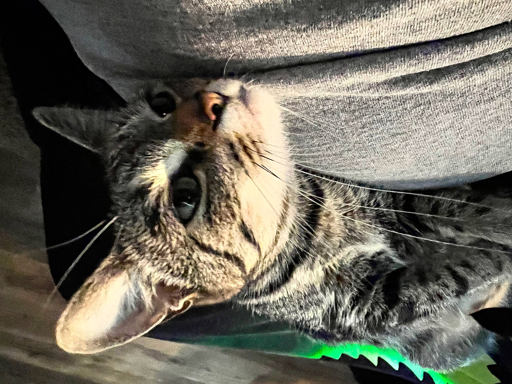 Haze joined the competition — help win amazing prizes! carnivore, cat, claw, comfort, dog_breed, domestic_short_haired_cat, fang, felidae, foot, fur, grey, jaw, paw, sitting, small_to_medium_sized_cats, snout, terrestrial_animal, whiskers, wrinkle, yawn