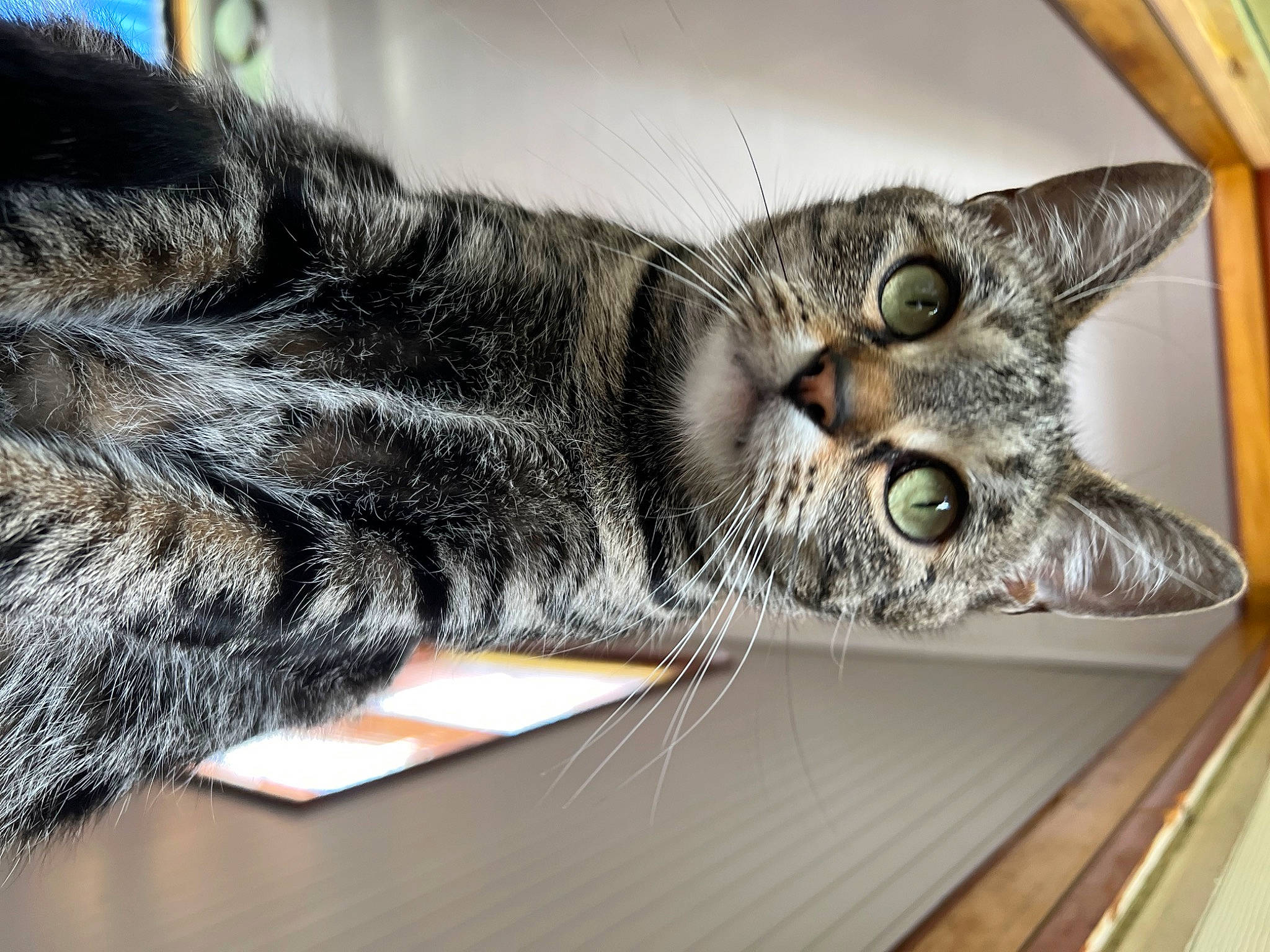 Haze is registered to the contest to win money with this photo: carnivore, cat, claw, domestic_short_haired_cat, felidae, fur, paw, small_to_medium_sized_cats, snout, tail, terrestrial_animal, vertebrate, whiskers, wildlife, wood