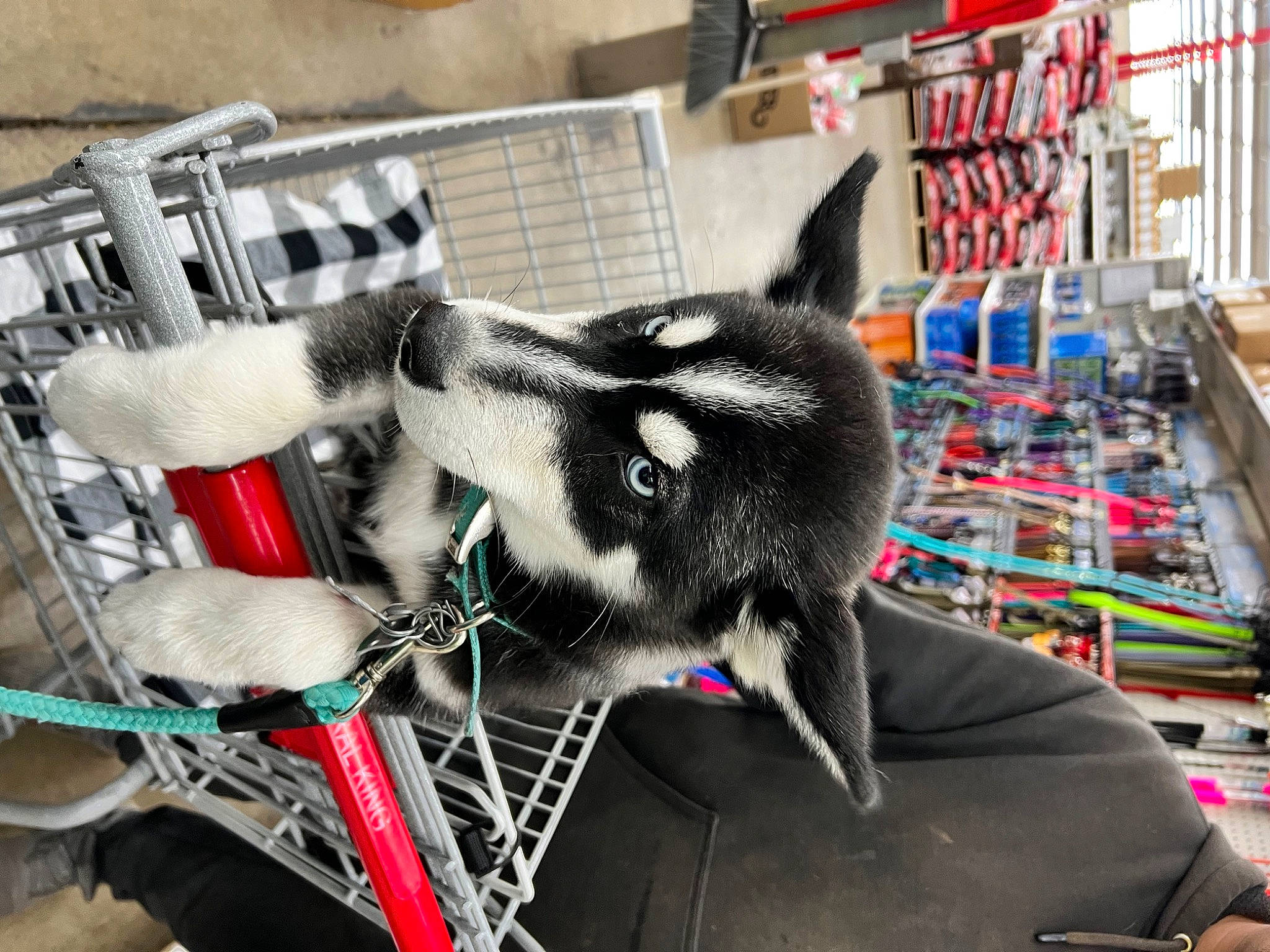 Zero joined the competition — help win amazing prizes! bag, bicycle_part, bicycle_tire, canidae, carmine, carnivore, collar, costume, fashion_accessory, felidae, fur, leash, luggage_and_bags, plush, small_to_medium_sized_cats, snout, stuffed_toy, whiskers, wire