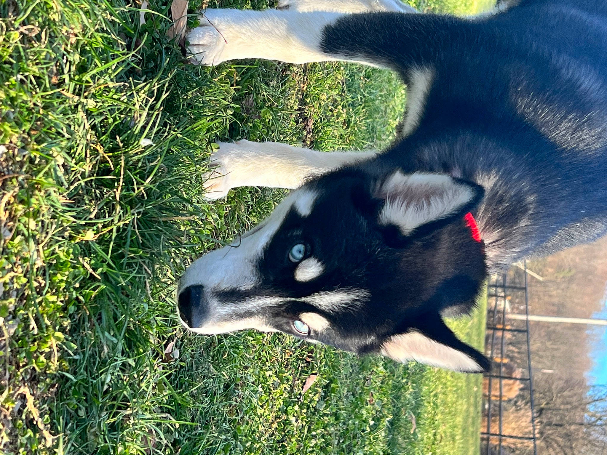 Zero joined the competition — help win amazing prizes! canidae, carnivore, companion_dog, dog, dog_breed, dog_supply, fur, grass, groundcover, herbaceous_plant, non_sporting_group, plant, shadow, snout, sporting_group, tail, terrestrial_animal, whiskers, working_animal, working_dog