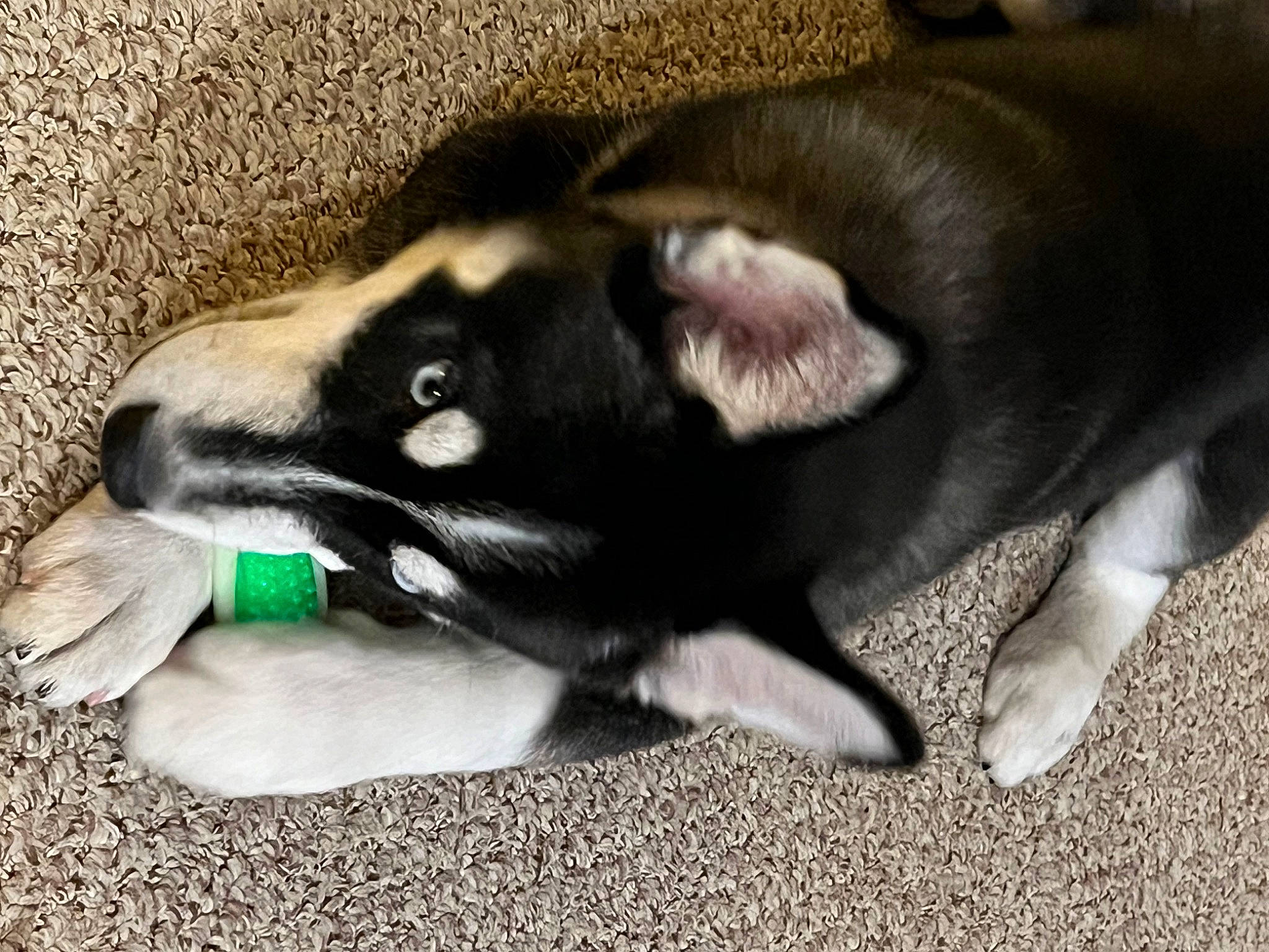 Zero joined the competition — help win amazing prizes! carnivore, claw, comfort, companion_dog, dog, dog_breed, foot, fur, non_sporting_group, paw, snout, sporting_group, tail, terrestrial_animal, whiskers, working_animal, working_dog