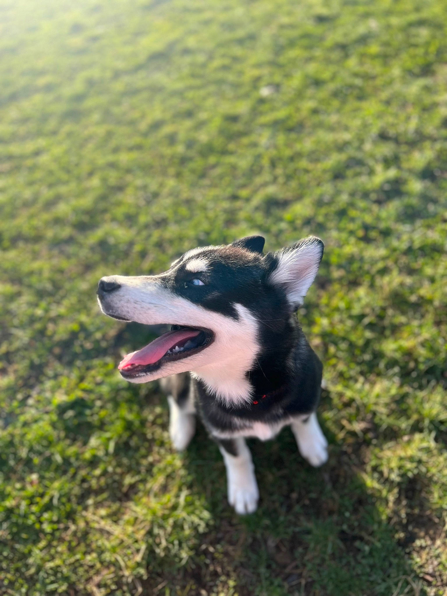 Zero joined the competition — help win amazing prizes! canidae, carnivore, companion_dog, dog, dog_breed, fang, grass, grassland, happy, non_sporting_group, pasture, plant, recreation, snout, sporting_group, tail, working_animal, working_dog