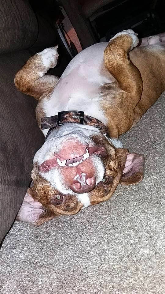 Chevy is registered to the contest to win money with this photo: bulldog, canidae, carnivore, comfort, companion_dog, dog, dog_breed, dog_supply, ear, fawn, fur, guard_dog, liver, nap, paw, snout, sporting_group, whiskers, working_animal, wrinkle