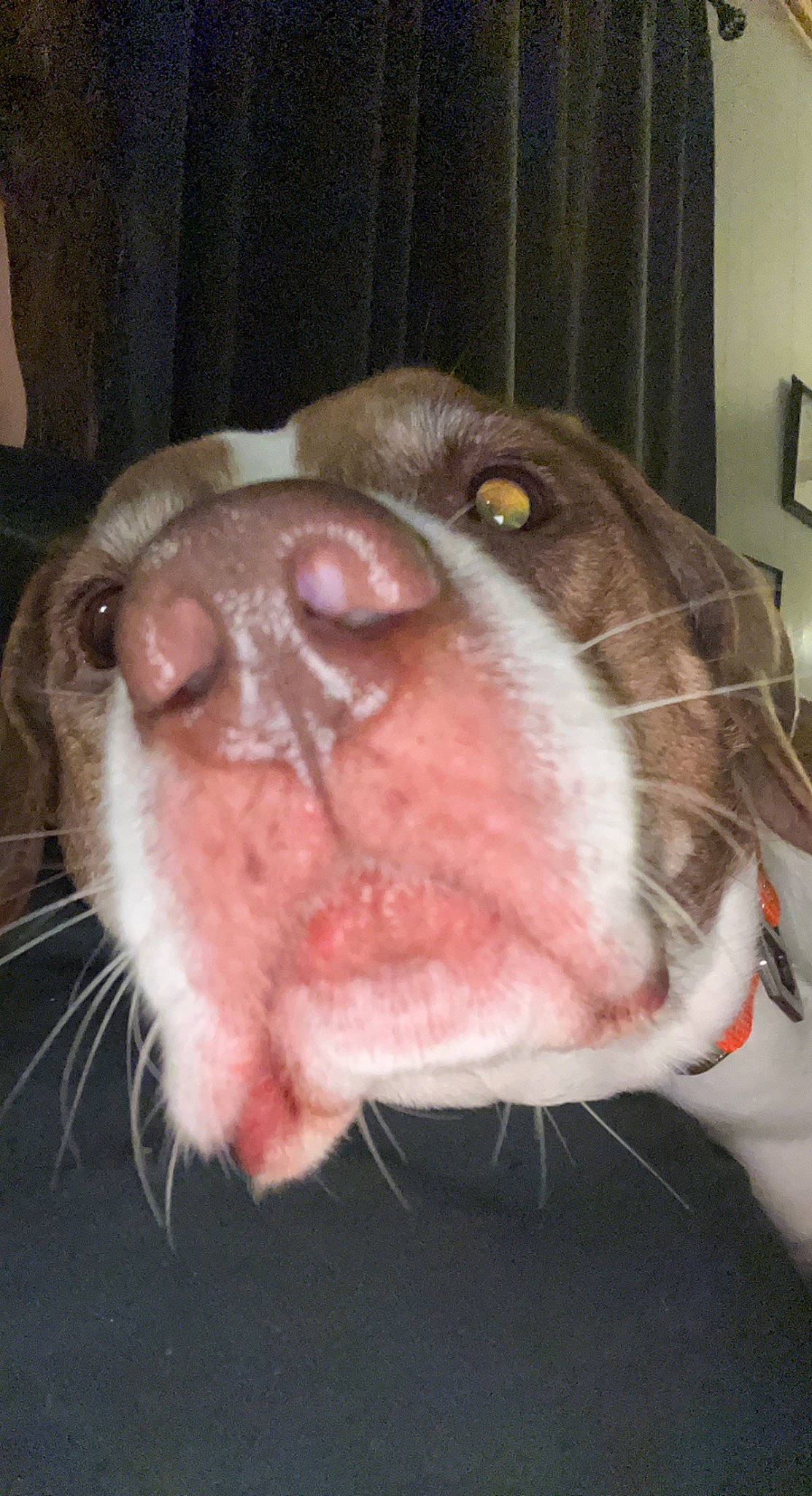 Chevy joined the competition — help win amazing prizes! canidae, carnivore, close_up, collar, companion_dog, dog, dog_breed, ear, eye, fawn, fur, jaw, liver, non_sporting_group, snout, sporting_group, wall_plate, whiskers, working_animal, wrinkle