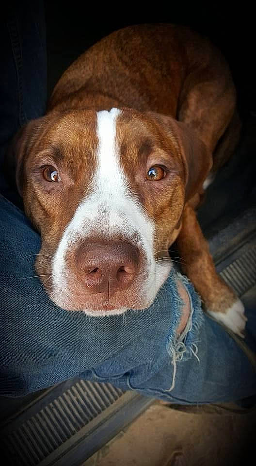 Chevy joined the competition — help win amazing prizes! canidae, carnivore, companion_dog, dog, dog_breed, fawn, fur, hunting_dog, liver, mat, sporting_group, whiskers, wood, working_animal