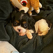 Lyra a rejoint le concours — aidez-le/la à gagner de superbes lots ! puppy, dog, stuffed_animal, black_blanket, tricolor, cute, pet, animal, soft_toy, cozy, indoors, lying_down, fur, closeup, resting, bed, sleepy, small, adorable, young