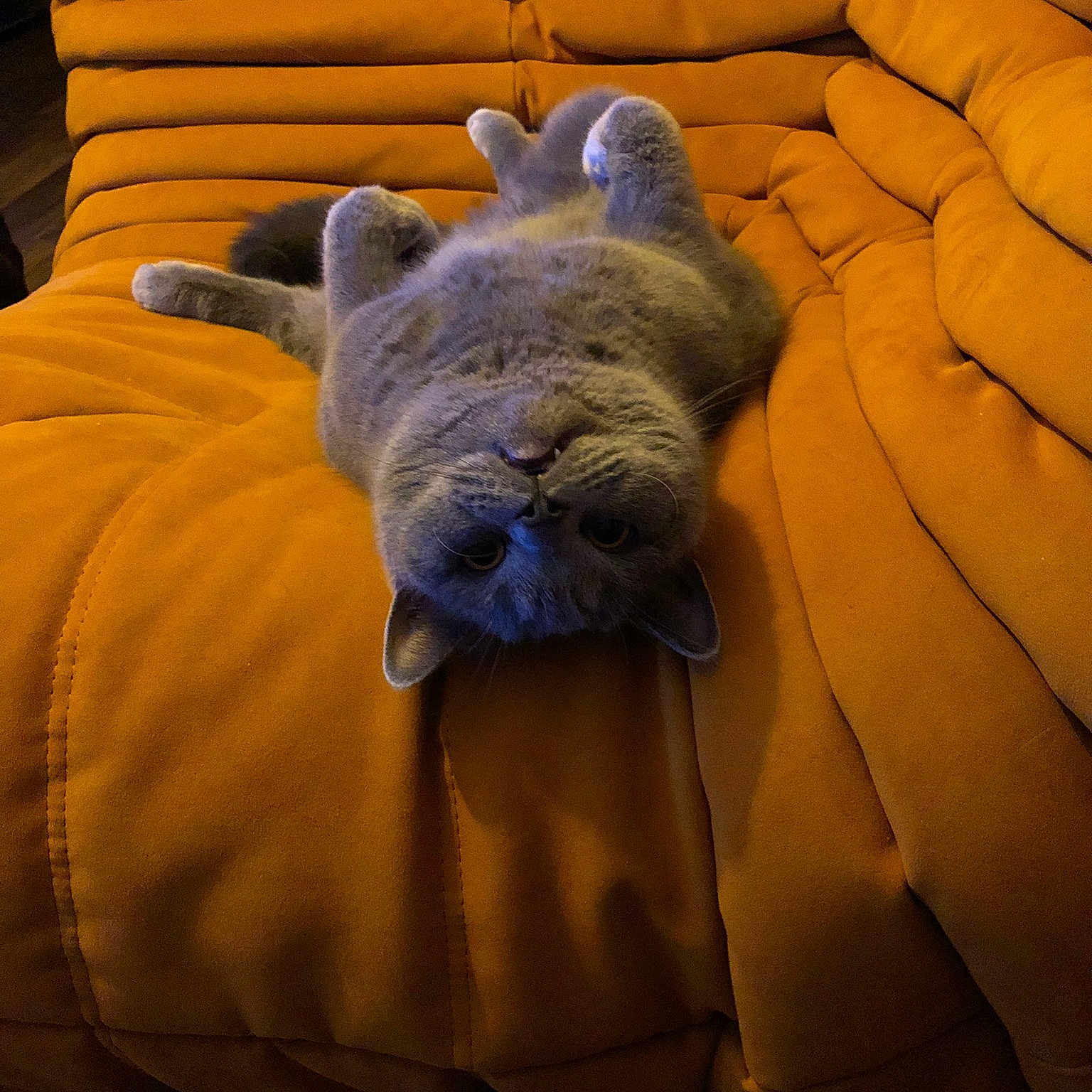 Ramses