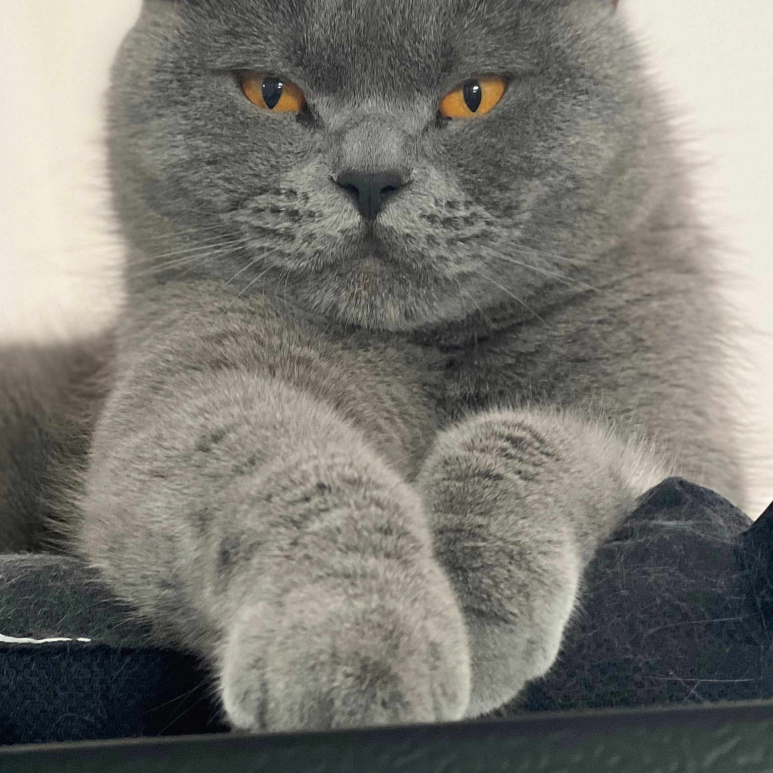 Jessie participe au concours pour gagner de l'argent avec cette photo : cat, gray_cat, feline, pet, animal, close_up, amber_eyes, fluffy, paws, portrait, indoor, resting, fur, cute, whiskers, muzzle, ears, looking, expression, domestic_cat