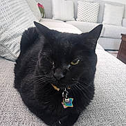 Toothless joined the competition — help win amazing prizes! black_cat, cat, one-eyed, pet, indoor, collar, tag, bell, sofa, couch, home, furniture, relaxing, animal, whiskers, paw, domestic_cat, cute, resting, cozy