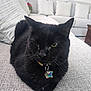 black_cat, cat, one-eyed, pet, indoor, collar, tag, bell, sofa, couch, home, furniture, relaxing, animal, whiskers, paw, domestic_cat, cute, resting, cozy