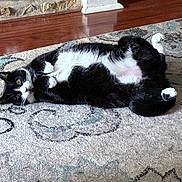 Gizmo is registered to the contest to win money with this photo: cat, tuxedo_cat, indoor, rug, floor, relaxed, lying_down, black_and_white, fur, pet, cozy, home, animal, whiskers, paws, flooring, stone_wall, patterned_rug, resting, cute
