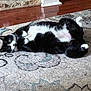 animal, black_and_white, cat, cozy, cute, floor, flooring, fur, home, indoor, lying_down, patterned_rug, paws, pet, relaxed, resting, rug, stone_wall, tuxedo_cat, whiskers
