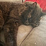 animal, cat, close_up, couch, cozy, domestic_cat, fluffy, fur, furniture, gray_couch, indoor, mammal, paw, pet, red_cushion, relaxed, resting, side_view, sleeping, whiskers