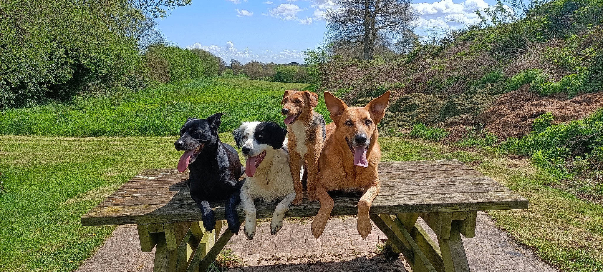 Nesky a rejoint le concours — aidez-le/la à gagner de superbes lots ! adventure, canidae, carnivore, cloud, collar, companion_dog, dog, dog_breed, fawn, grass, landscape, leisure, outdoor_bench, outdoor_furniture, plant, recreation, sky, sporting_group, tree, working_animal