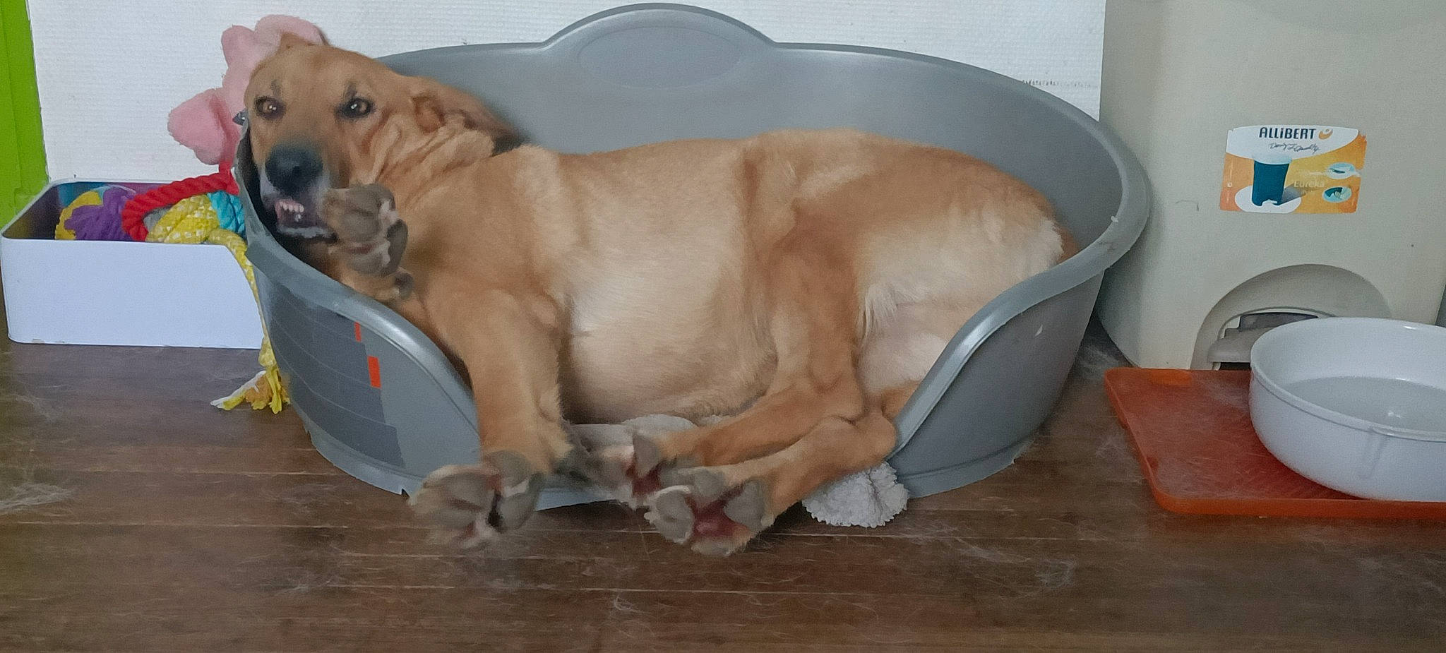 Nesky a rejoint le concours — aidez-le/la à gagner de superbes lots ! canidae, carnivore, collar, comfort, companion_dog, dog, dog_breed, dog_collar, dog_supply, fawn, guard_dog, liver, paw, pet_supply, retriever, snout, sporting_group, tail, whiskers, working_animal