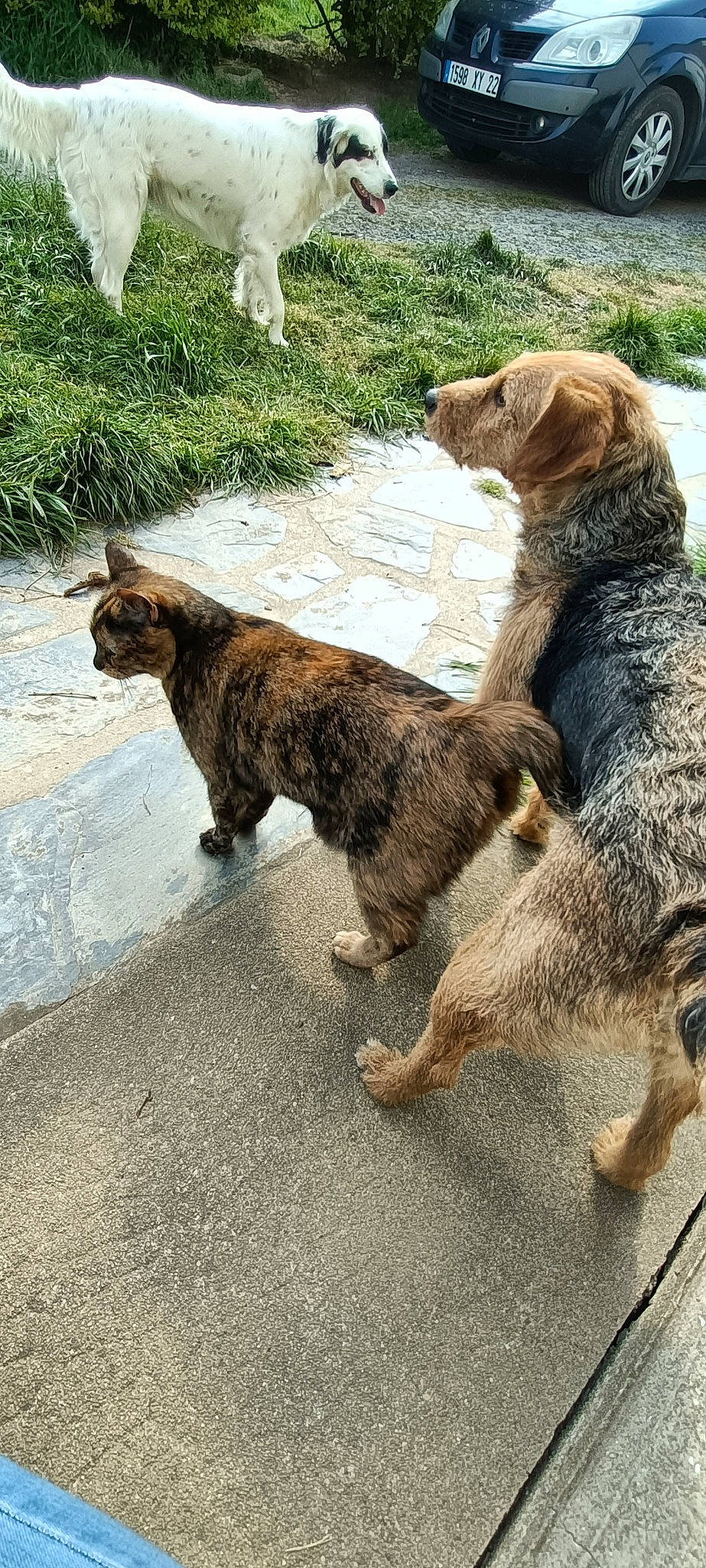 Opale participe au concours pour gagner de l'argent avec cette photo : airedale_terrier, canidae, carnivore, claw, companion_dog, dog, dog_breed, fawn, felidae, fur, grass, leash, liver, plant, small_to_medium_sized_cats, snout, sporting_group, tail, terrestrial_animal, terrier