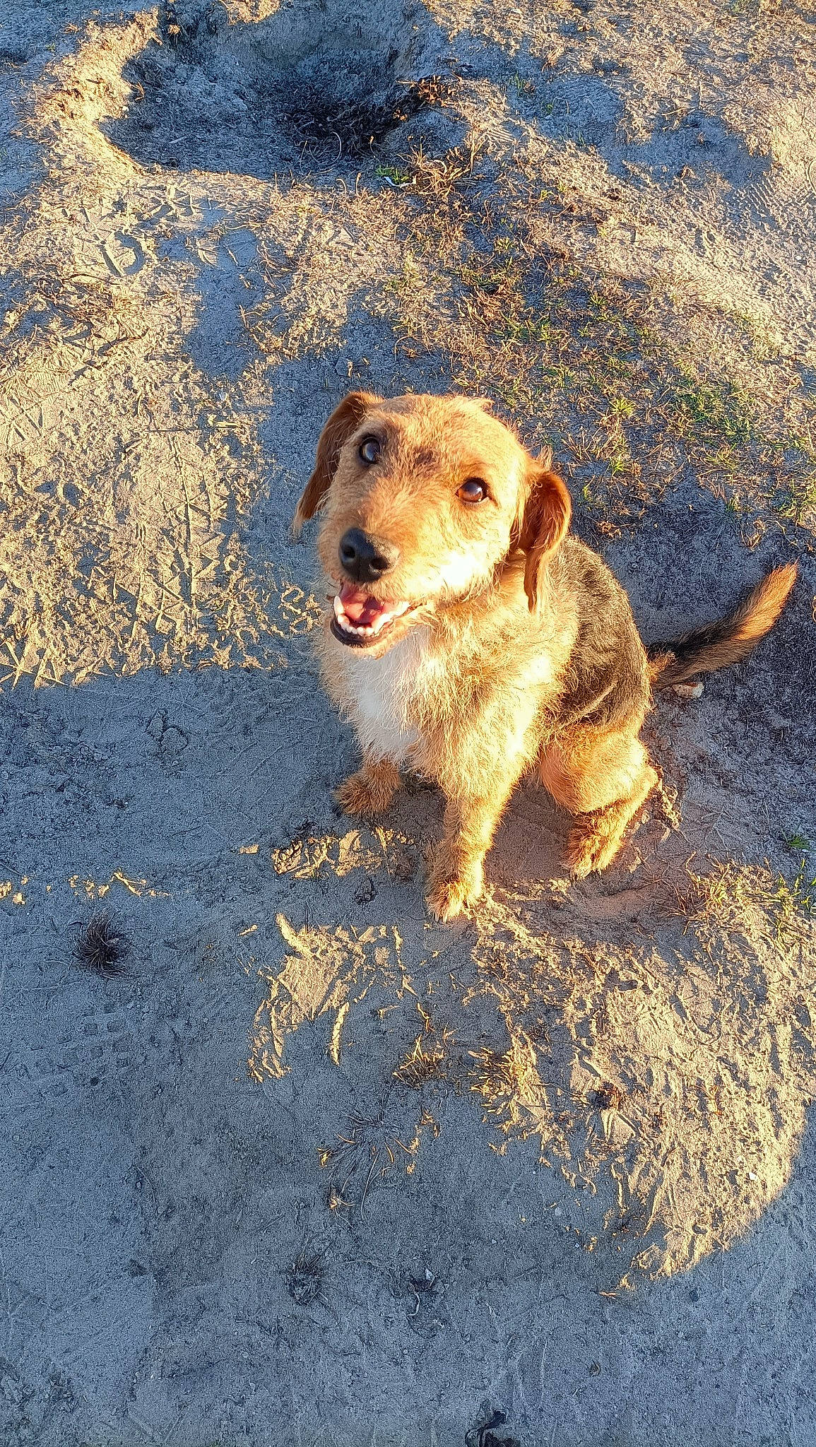 Opale a rejoint le concours — aidez-le/la à gagner de superbes lots ! beach, canidae, carnivore, companion_dog, dog, dog_breed, fawn, golden_retriever, landscape, ocean, paw, sand, shadow, snout, soil, tail