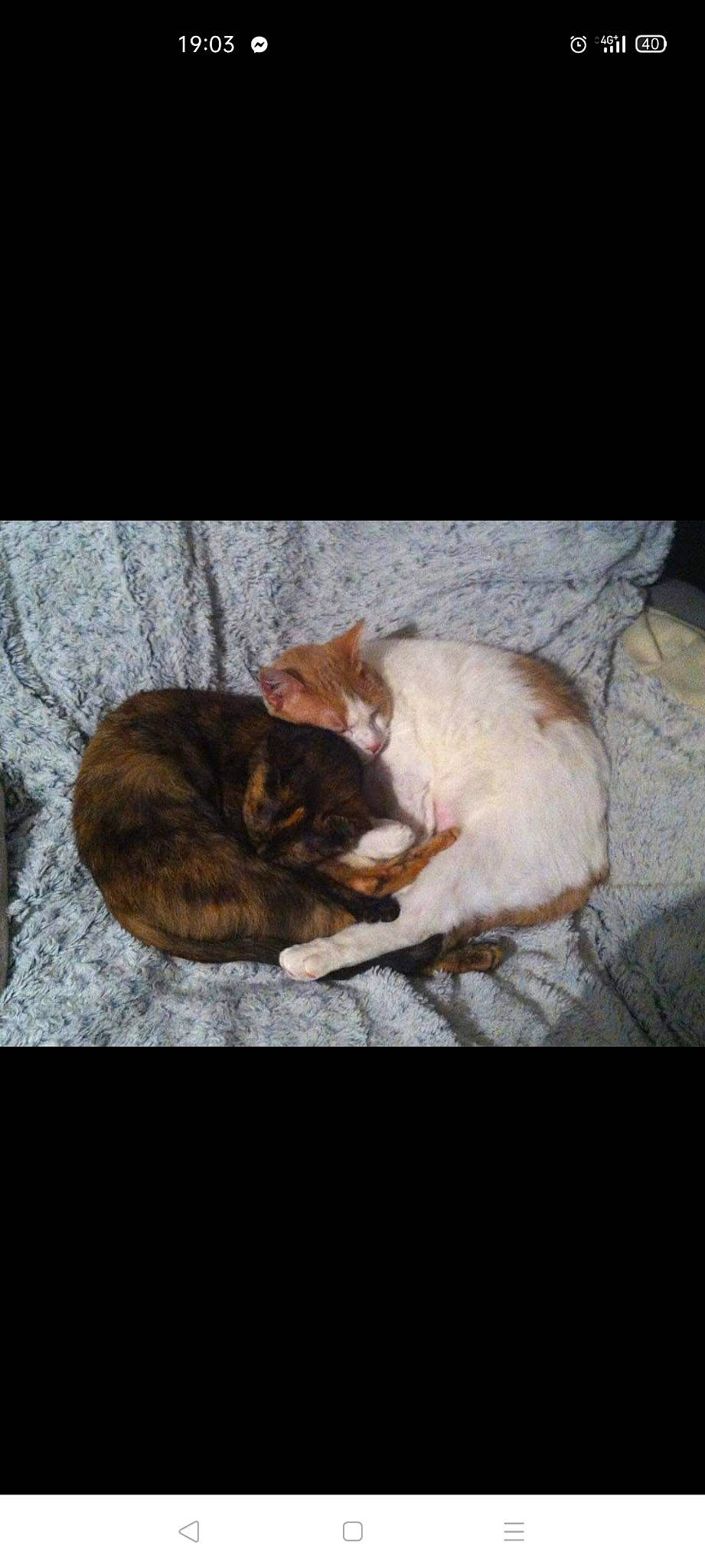 Lucky a rejoint le concours — aidez-le/la à gagner de superbes lots ! canidae, carnivore, cat, claw, cloud, comfort, domestic_short_haired_cat, ear, fawn, felidae, fur, nap, paw, small_to_medium_sized_cats, snout, tail, terrestrial_animal, tree, whiskers, wood