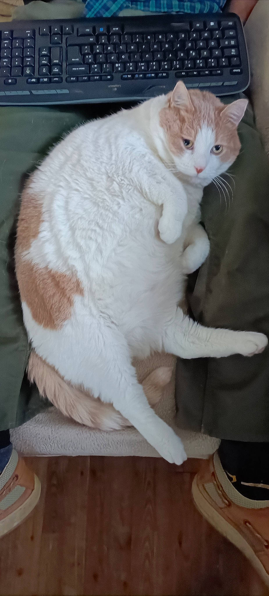 Lucky participe au concours pour gagner de l'argent avec cette photo : carnivore, cat, claw, comfort, domestic_short_haired_cat, fawn, felidae, foot, fur, organ, paw, sitting, small_to_medium_sized_cats, tail, whiskers