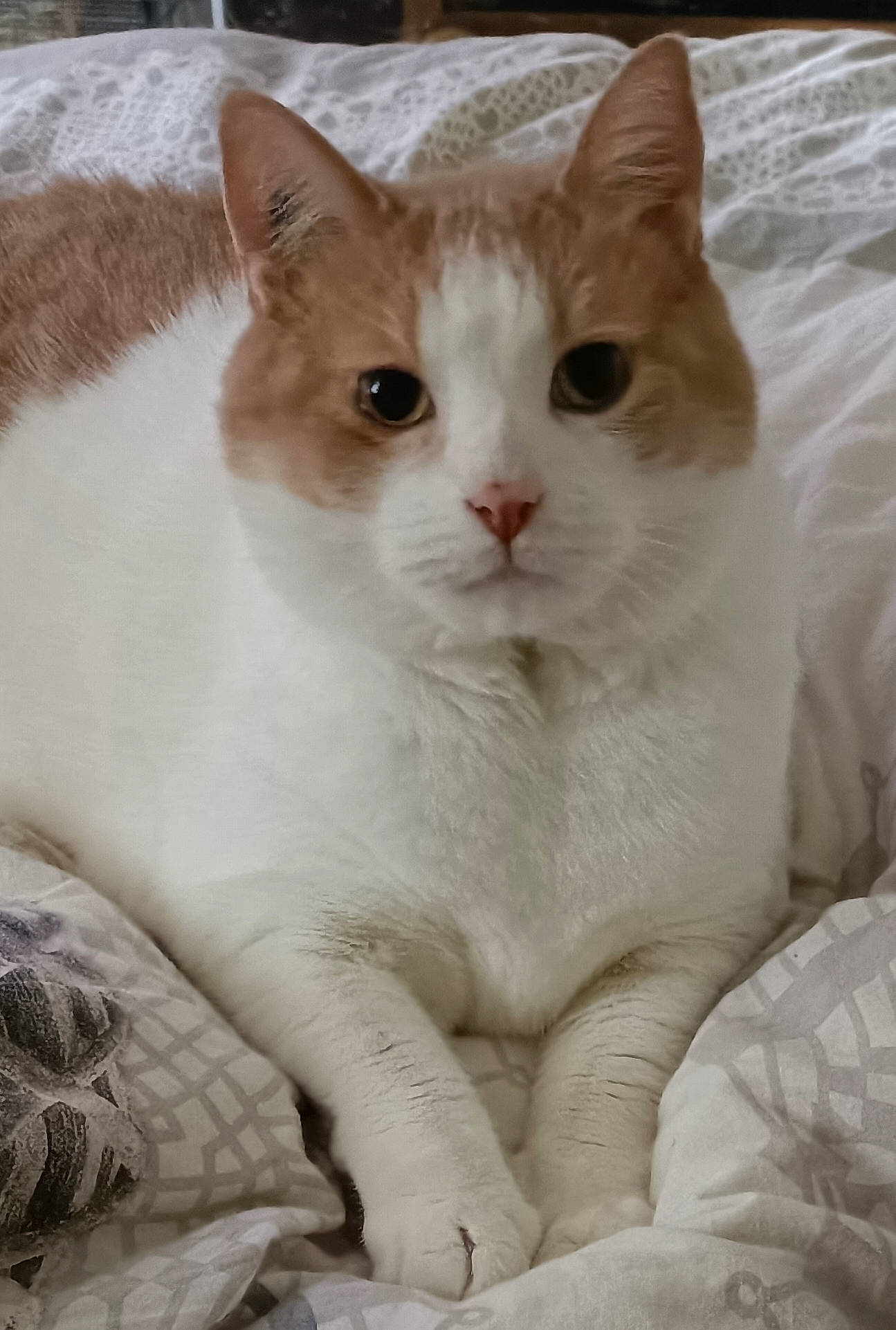 Lucky participe au concours pour gagner de l'argent avec cette photo : carnivore, cat, collar, domestic_short_haired_cat, eye, fawn, felidae, fur, paw, pet_supply, small_to_medium_sized_cats, snout, tail, terrestrial_animal, whiskers, window