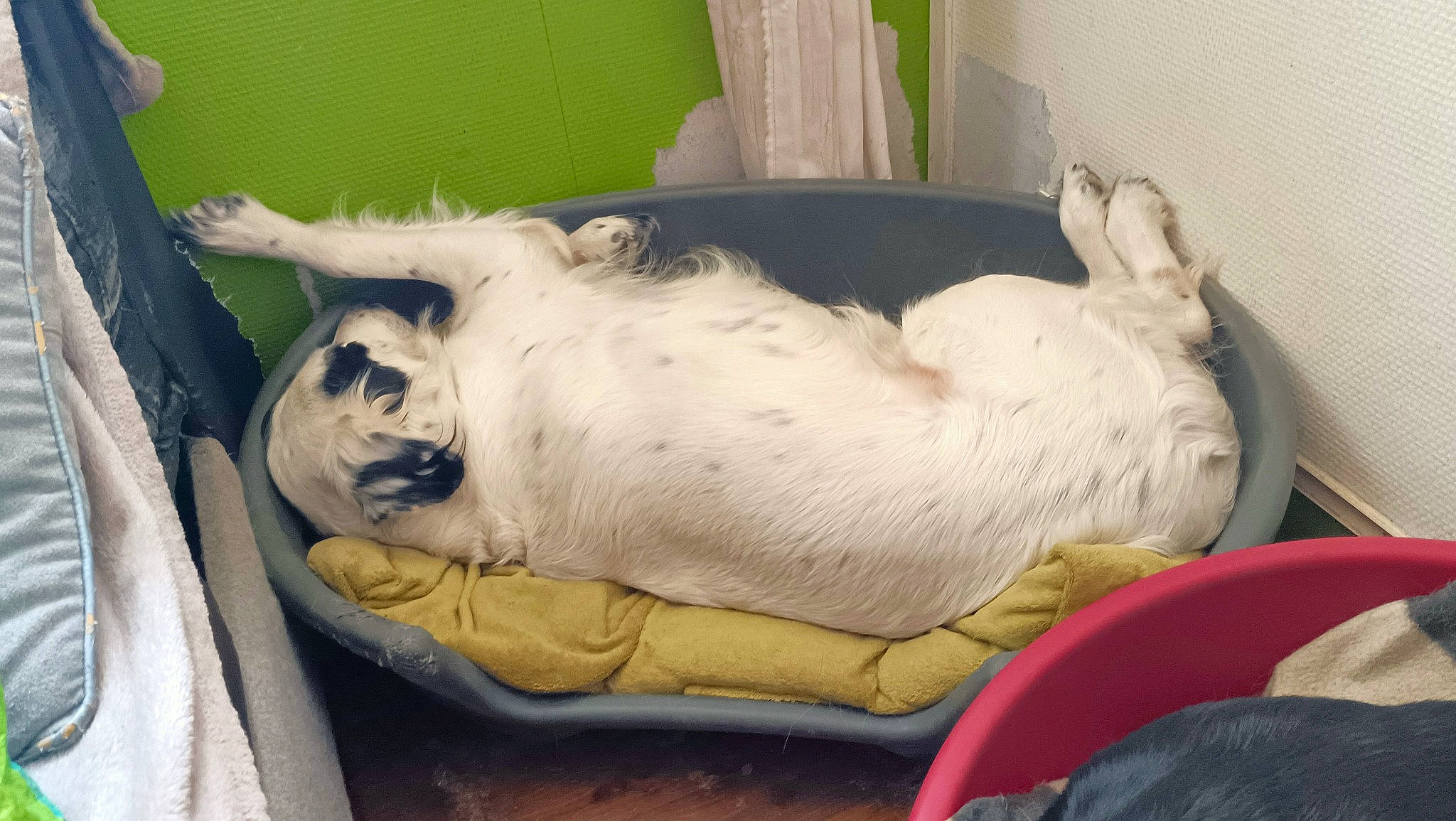 Nala a rejoint le concours — aidez-le/la à gagner de superbes lots ! canidae, carnivore, cat, comfort, companion_dog, dog_breed, domestic_short_haired_cat, fawn, felidae, foot, fur, nap, non_sporting_group, paw, small_to_medium_sized_cats, sporting_group, tail, terrestrial_animal, whiskers, working_animal