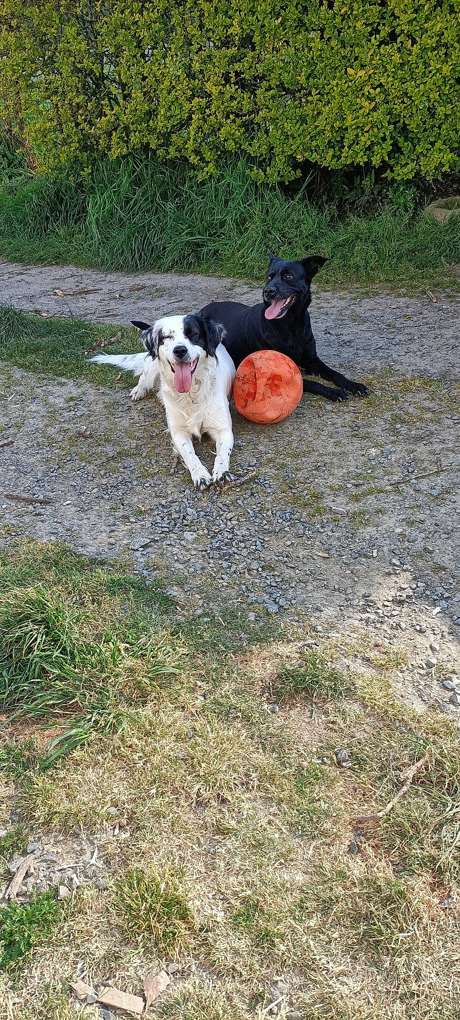 Nala a rejoint le concours — aidez-le/la à gagner de superbes lots ! australian_cattle_dog, australian_stumpy_tail_cattle_dog, carnivore, companion_dog, dog, dog_breed, grass, gun_dog, hunting_dog, plant, soil, sporting_group, tail