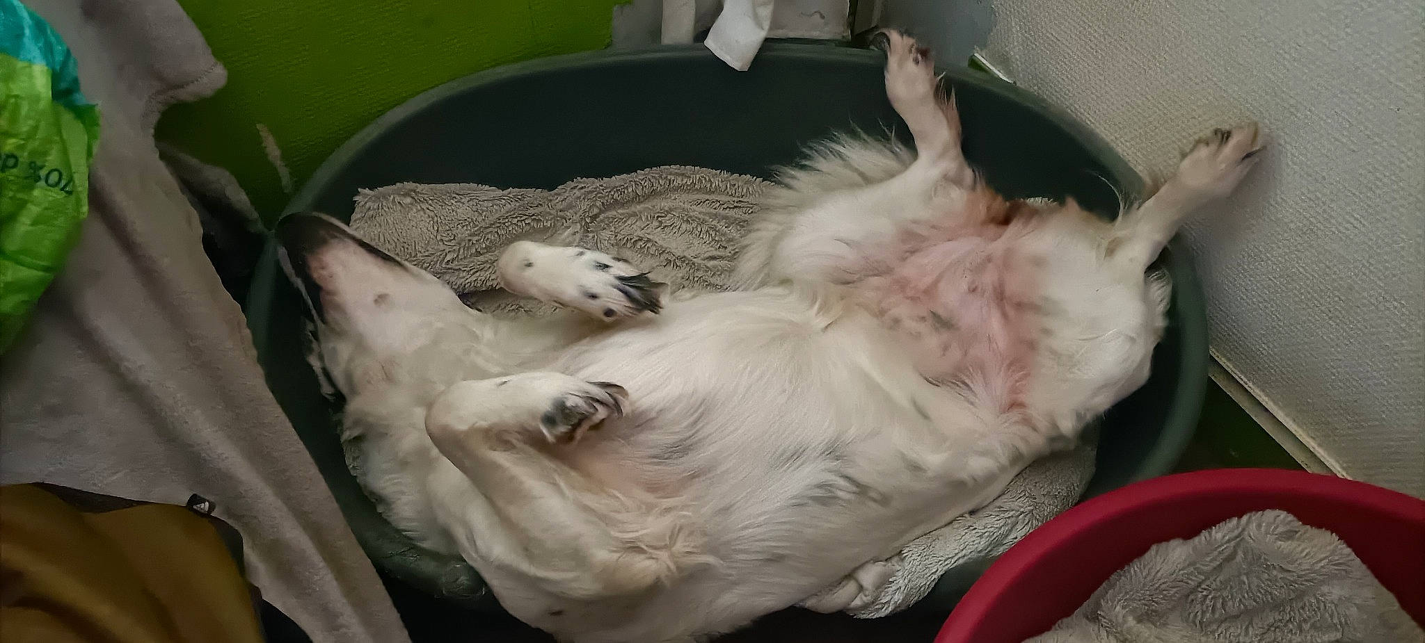 Nala a rejoint le concours — aidez-le/la à gagner de superbes lots ! canidae, carnivore, comfort, companion_dog, dog, dog_breed, fawn, felidae, fur, liver, nap, paw, puppy, sleep, small_to_medium_sized_cats, snout, sporting_group, tail, toy_dog, whiskers