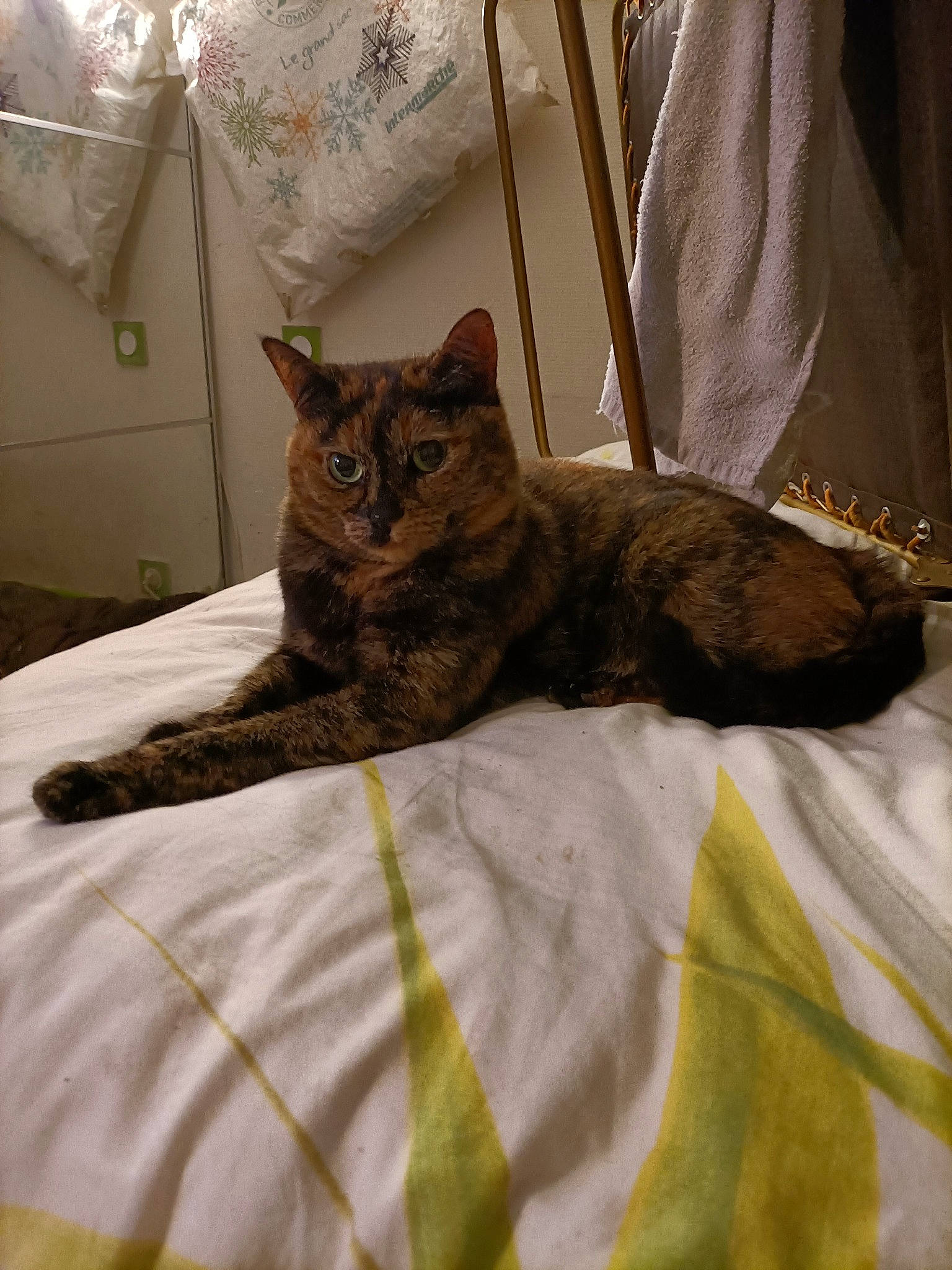 Jazze a rejoint le concours — aidez-le/la à gagner de superbes lots ! bed, bedding, bedroom, brown, carnivore, cat, chair, comfort, domestic_short_haired_cat, felidae, fur, furniture, grey, linens, pattern, room, small_to_medium_sized_cats, textile, whiskers, wood