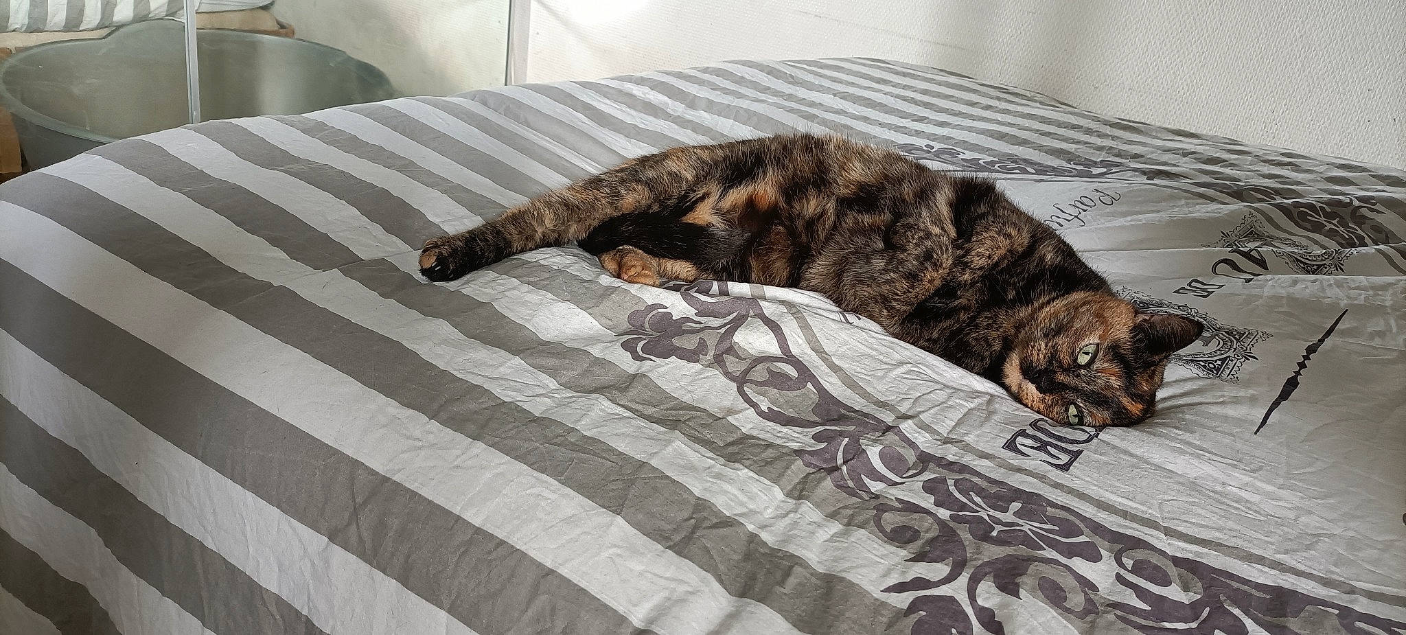 Jazze participe au concours pour gagner de l'argent avec cette photo : bed, bedding, carnivore, cat, claw, comfort, dog_breed, domestic_short_haired_cat, felidae, flooring, fur, grey, linens, small_to_medium_sized_cats, snout, tail, terrestrial_animal, textile, whiskers, wood