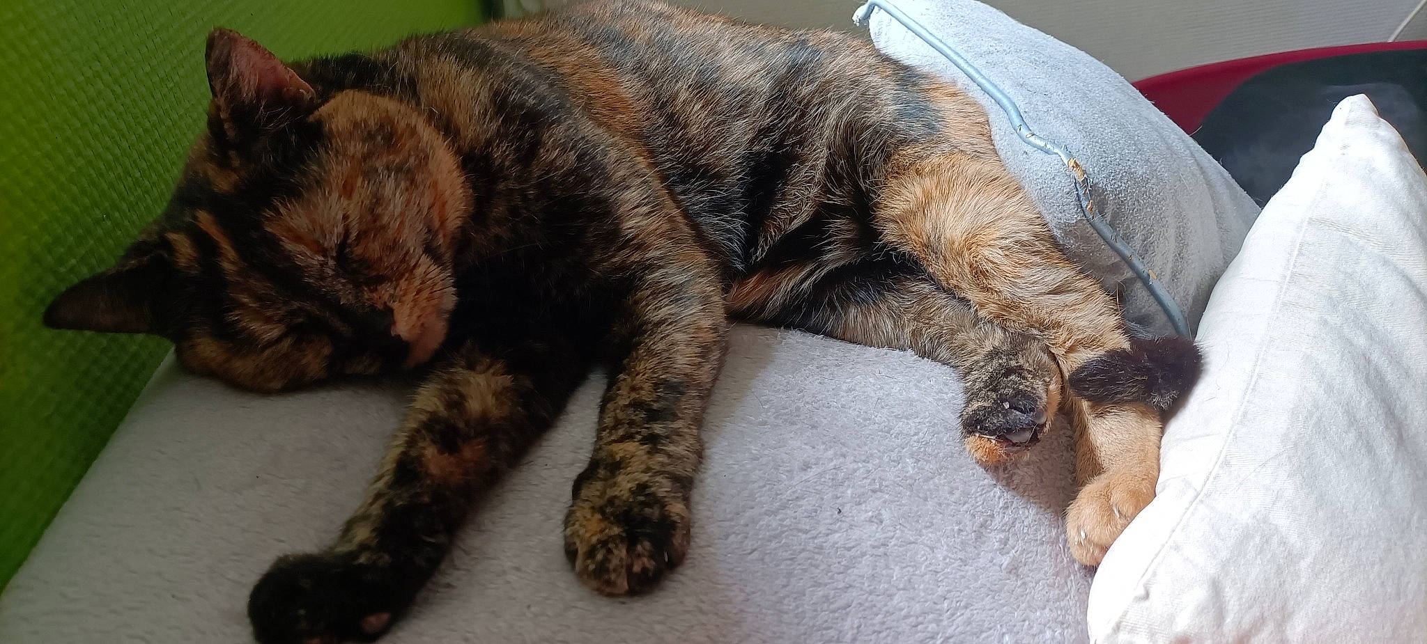 Jazze a rejoint le concours — aidez-le/la à gagner de superbes lots ! brown, canidae, carnivore, cat, claw, comfort, companion_dog, dog_breed, fawn, felidae, fur, liver, nap, paw, small_to_medium_sized_cats, snout, sporting_group, tail, terrestrial_animal