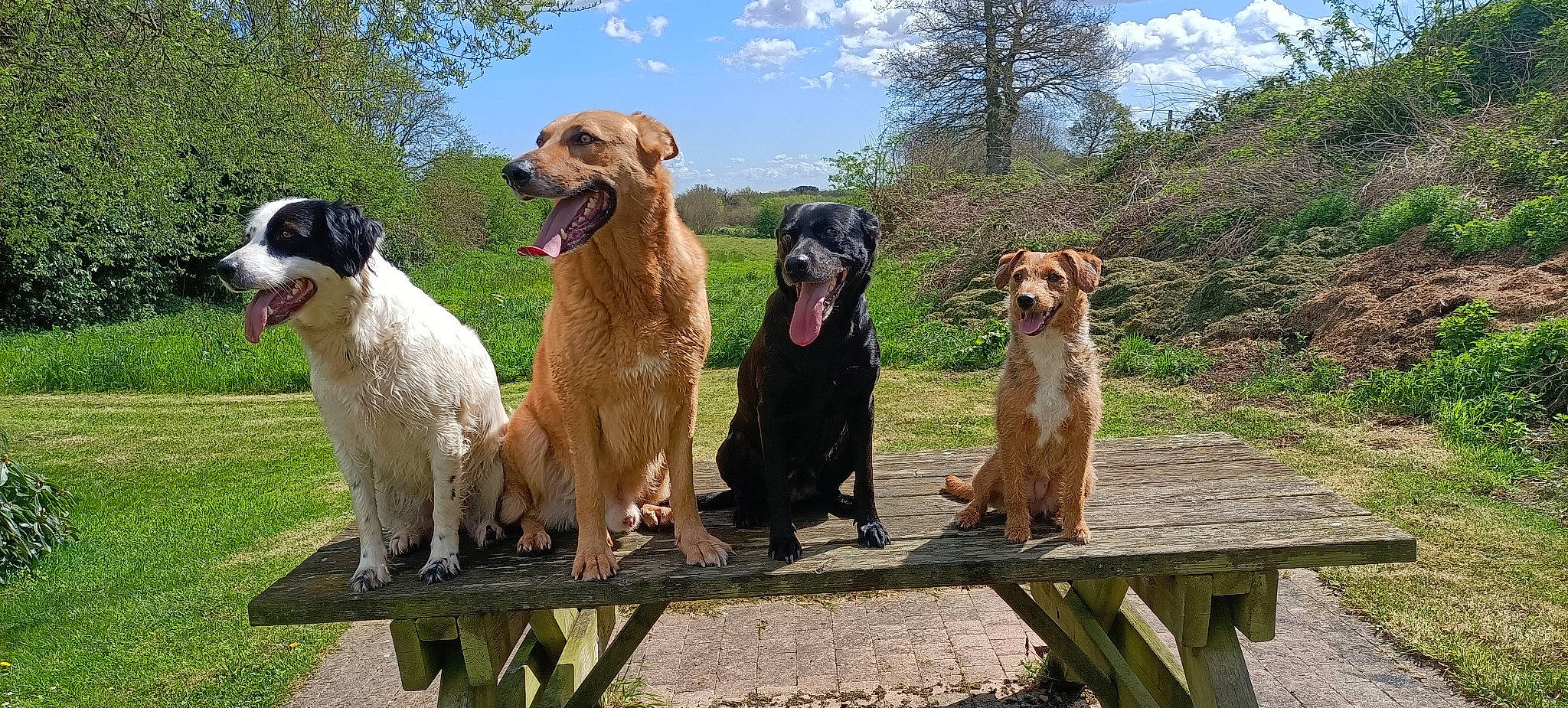 Kaïna a rejoint le concours — aidez-le/la à gagner de superbes lots ! canidae, carnivore, cloud, companion_dog, dog, dog_breed, fawn, gun_dog, hunting_dog, plant, sky, sporting_group, terrestrial_animal, tree, wildlife, working_animal, working_dog