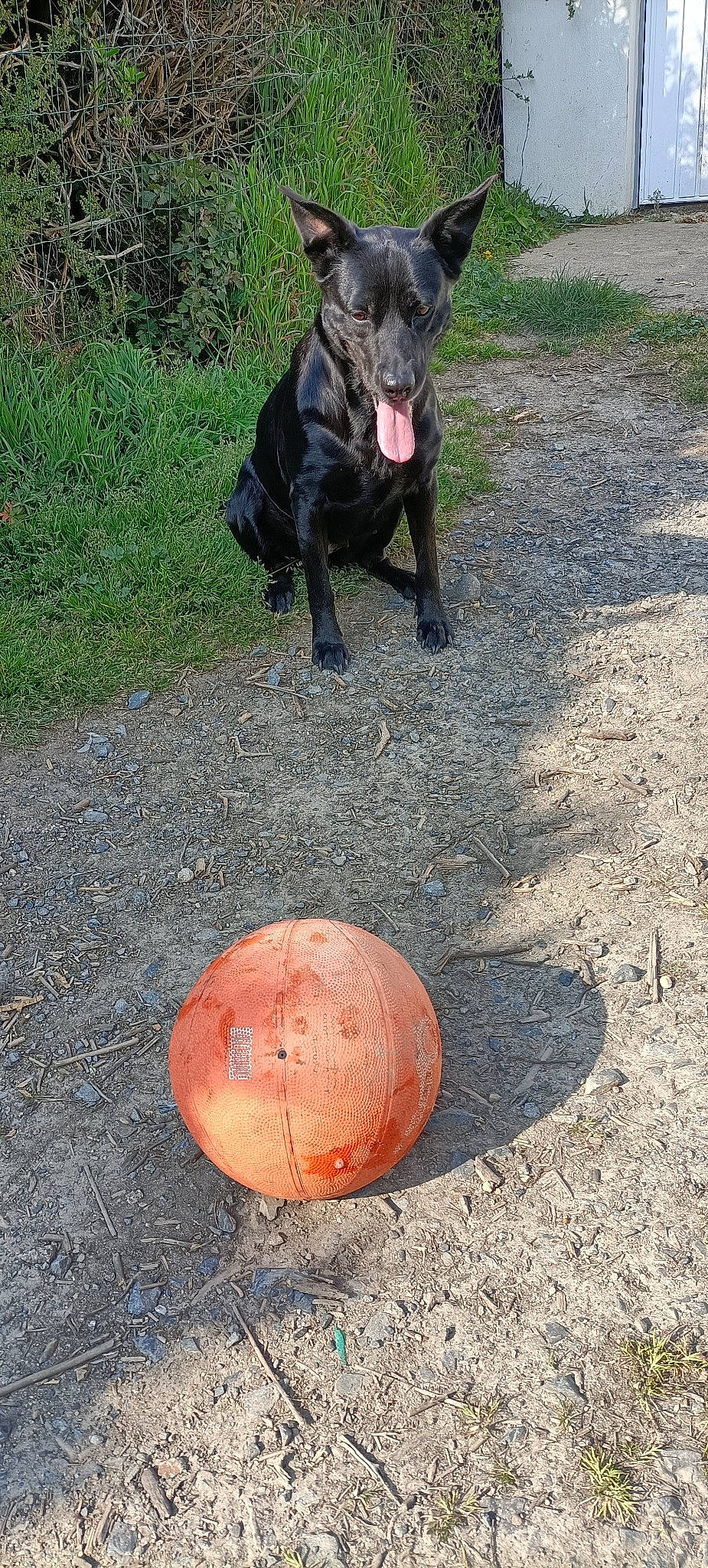 Kaïna a rejoint le concours — aidez-le/la à gagner de superbes lots ! asphalt, ball, black_cat, circle, companion_dog, concrete, dog, dog_breed, domestic_short_haired_cat, felidae, fur, grass, road_surface, small_to_medium_sized_cats, soil, tail, tasmanian_devil, terrestrial_animal, whiskers, wood