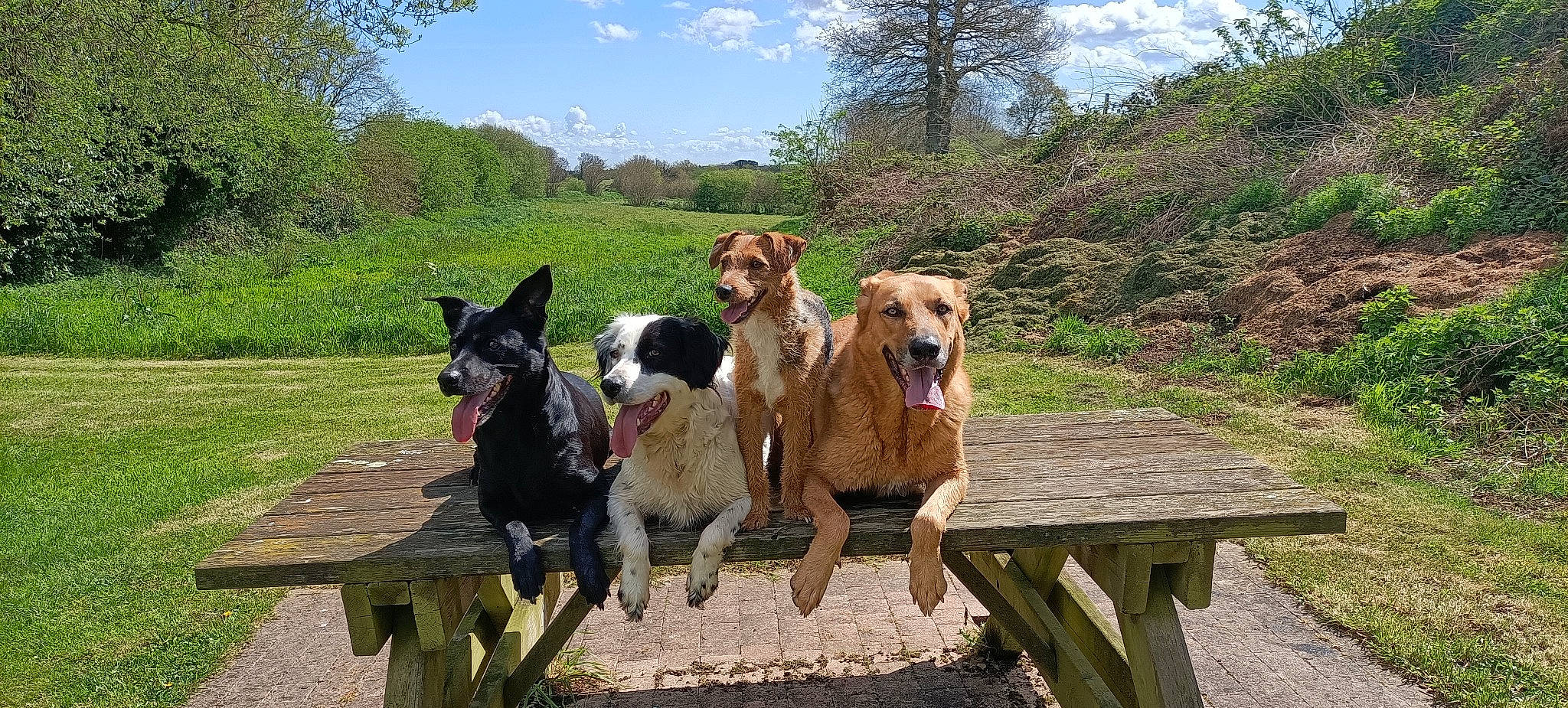 Kaïna a rejoint le concours — aidez-le/la à gagner de superbes lots ! adventure, bench, canidae, carnivore, cloud, collar, companion_dog, dog, dog_breed, fawn, landscape, leisure, mountain, outdoor_bench, plant, recreation, sky, sporting_group, tree, working_animal