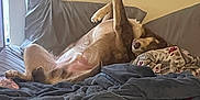 Moose joined the competition — help win amazing prizes! animal, bed, blanket, cage, canine, comfort, cozy, dog, domestic, fur, home, indoor, paw, pet, pillow, raised_leg, relaxing, resting, sleeping, wire