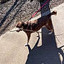 animal, brown_dog, canine, daytime, dog, forest_floor, happy, leash, nature, outdoor, park, path, pet, playful, shadow, sidewalk, stick, sunlight, tree, walking