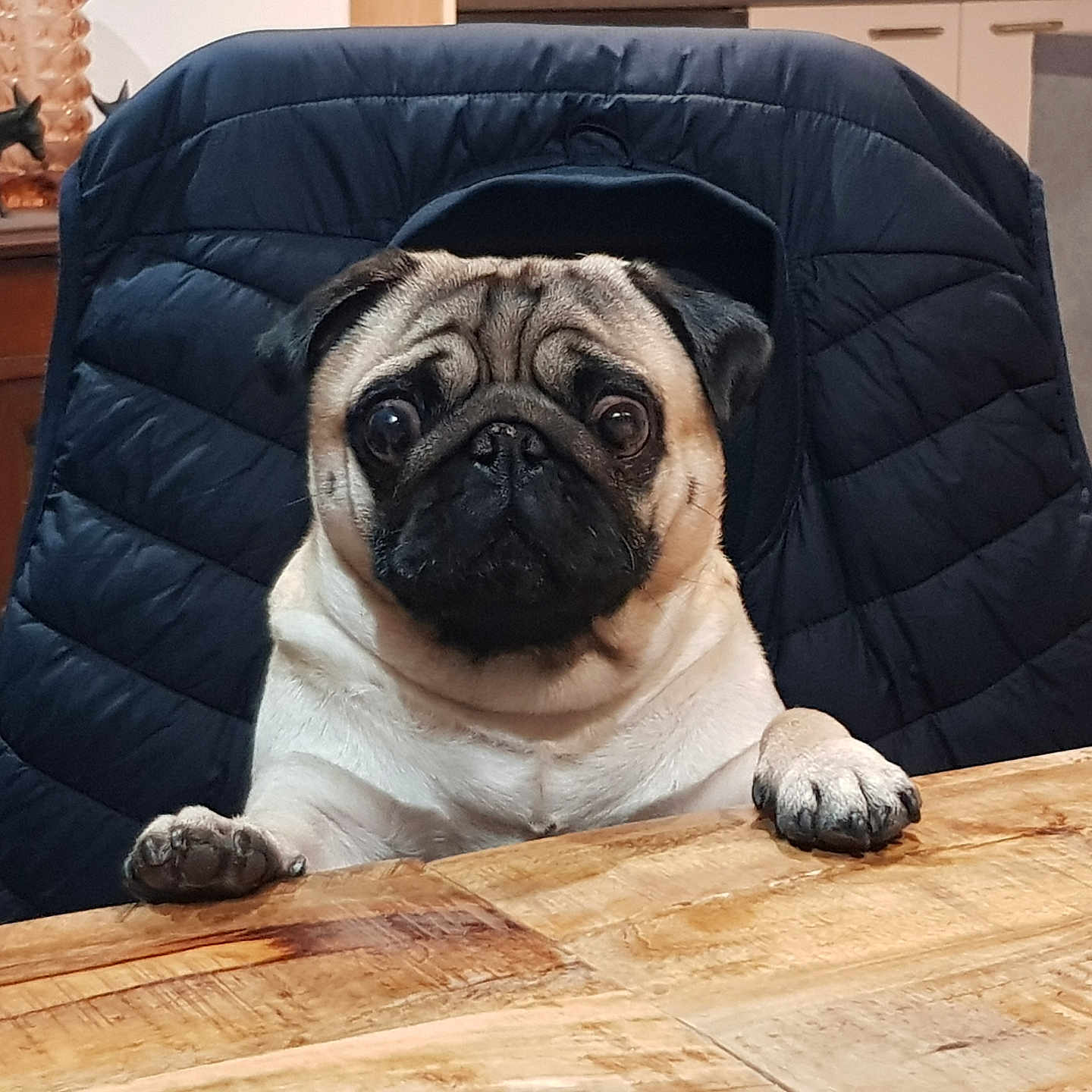 Teddy participe au concours pour gagner de l'argent avec cette photo : animal, black, brown, chair, companion, curious, cute, dog, domestic, expression, face, furniture, home, indoor, paw, pet, pug, sitting, table, wood