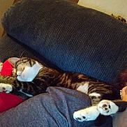 Shermena joined the competition — help win amazing prizes! cat, calico_cat, sleeping, relaxed, pet, indoor, couch, sofa, lap, human, paws, whiskers, fur, striped_fur, white_fur, red_cushion, plush_toy, cozy, resting, photography