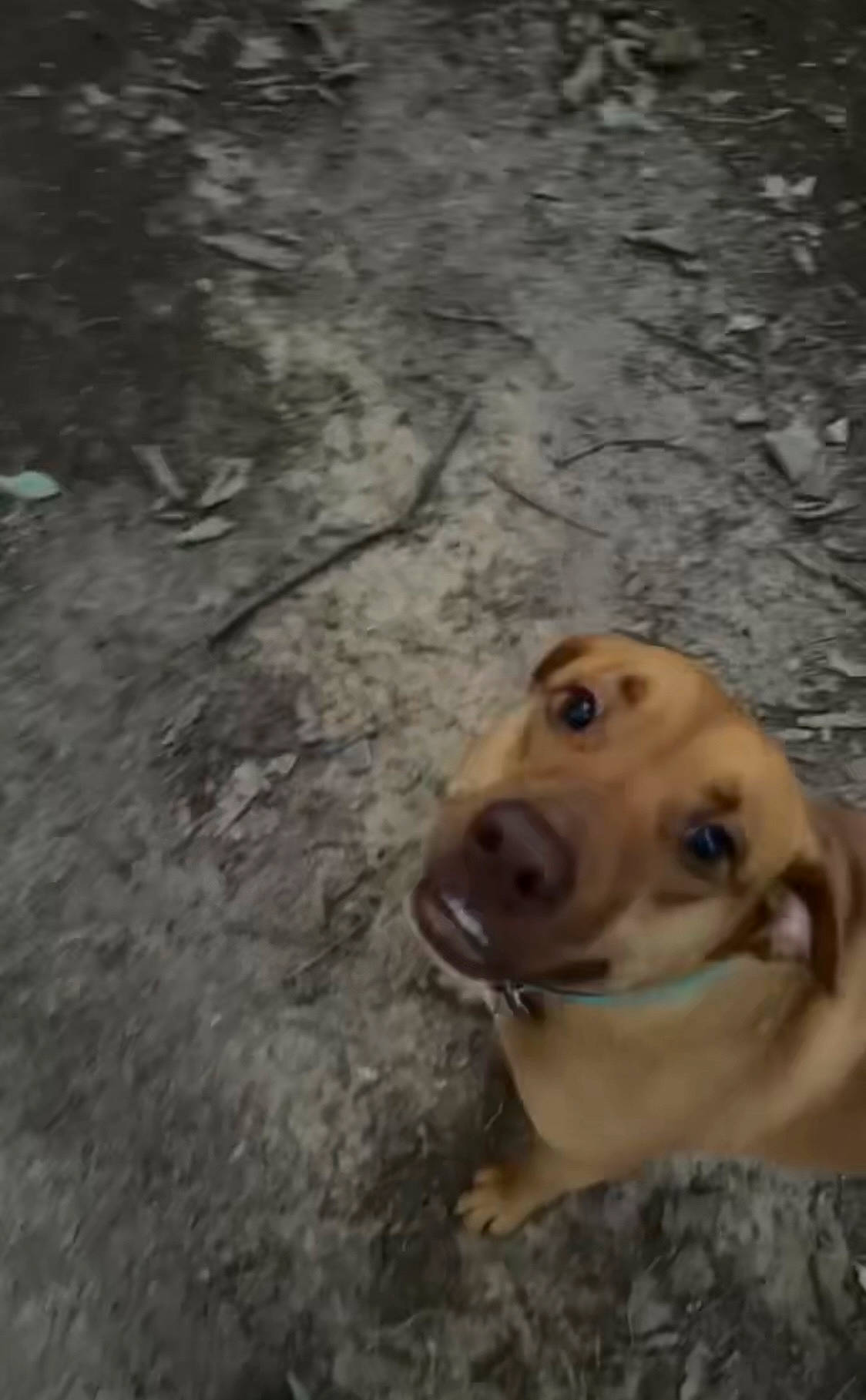 Peanut is registered to the contest to win money with this photo: canidae, carnivore, companion_dog, dog, dog_breed, fang, fawn, golden_retriever, labrador_retriever, retriever, sporting_group, whiskers, working_animal