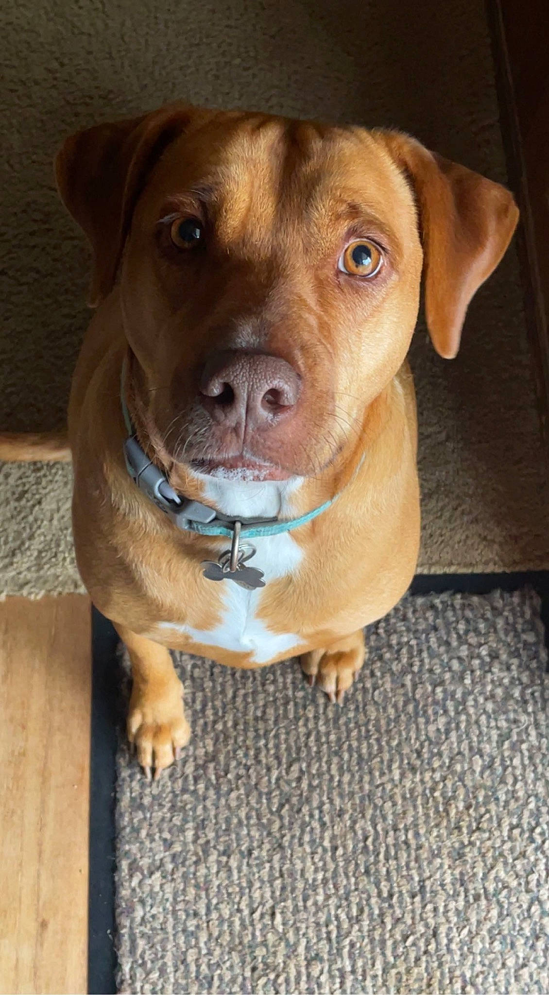 Peanut joined the competition — help win amazing prizes! canidae, carnivore, collar, companion_dog, dog, dog_breed, dog_collar, fawn, fur, hunting_dog, liver, pet_supply, sporting_group, terrestrial_animal, whiskers, wood, working_animal