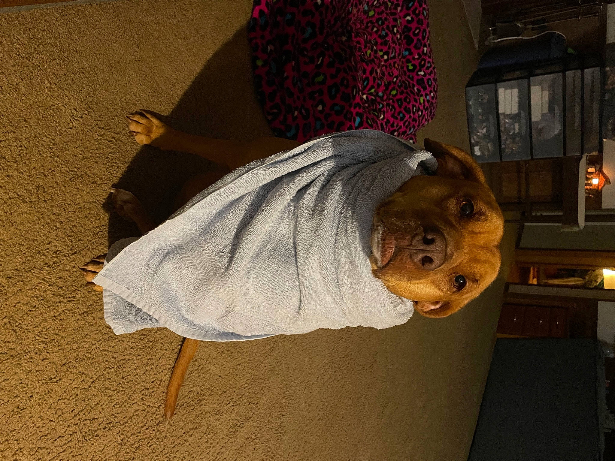 Peanut is registered to the contest to win money with this photo: auto_part, automotive_exterior, automotive_lighting, automotive_tire, automotive_wheel_system, car, fun, hat, headlamp, pattern, tints_and_shades, tire, vehicle, vehicle_door